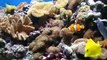 Saltyell's Saltwater Reef Aquarium 120 gallons