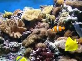 Saltyell's Saltwater Reef Aquarium 120 gallons