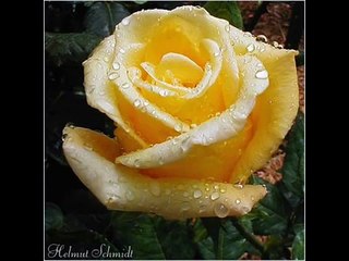 Renee Fleming - "Tis The Last Rose Of Summer"