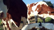 Kühe trinken Wasser / Cows drinking water