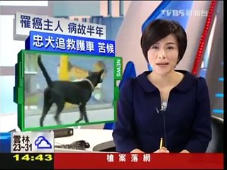 《TVBS新聞》忠犬小黑！不知主人逝　半年苦守醫院