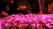 Optimizing Plant Performance - Plants Spliced, LED Lights Glow, & Strawberries Bloom