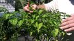 Overwintering Your Pepper Plants. Enjoy peppers all year long. Pruning your Hot Peppers. .mp4