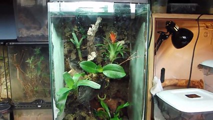 First Dart Frog viv build