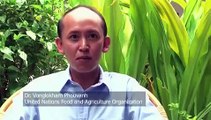 Edible insects in Lao PDR - English version