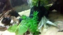 Alligator snapping turtle tank set up