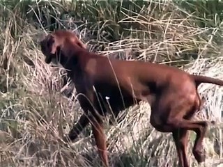 Vizsla pointing [ http://redgirls-in-scotland.blogspot.com/ ]
