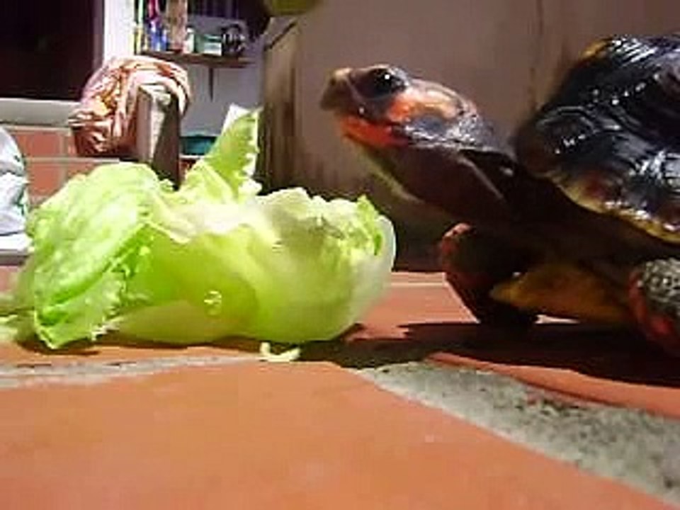 morrocoy comiendo