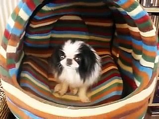 Worlds smallest cutest japanese chin?