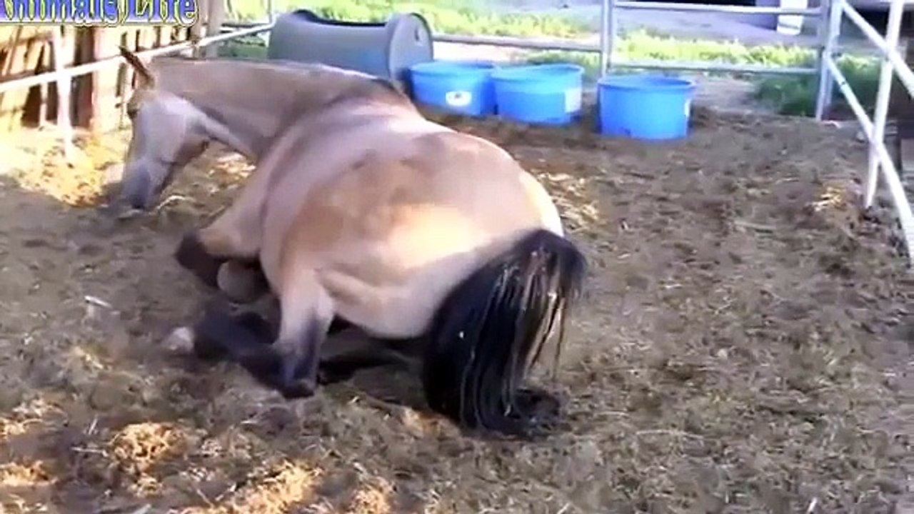 ♥ ANIMALS Giving Birth - HORSES Gives Birth to Baby so CUTE! - video  Dailymotion