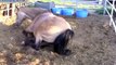 ♥ ANIMALS Giving Birth - HORSES Gives Birth to Baby so CUTE!