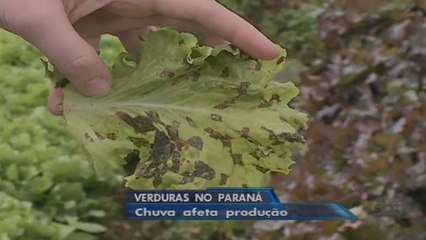 Excesso de chuva no Paraná afeta o preço das hortaliças