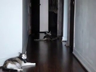 Cheetoh Cat Bakari, playing fetch