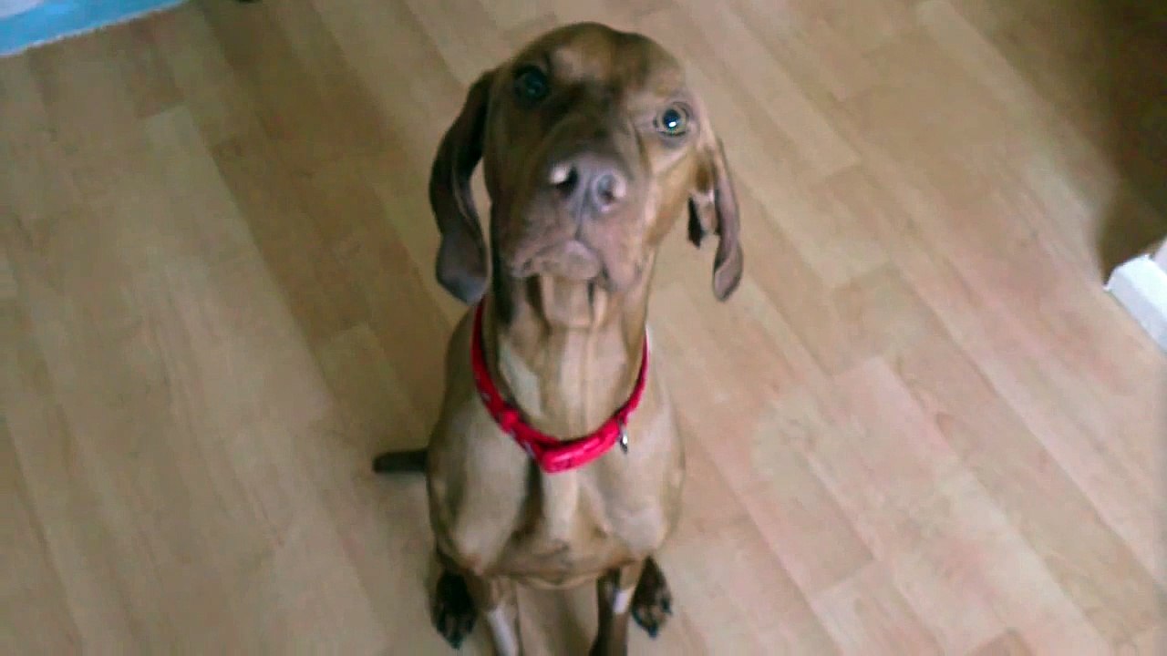 Hand Feeding Vinnie the Hungarian Vizsla - Suspected Polymyositis(Read Description)