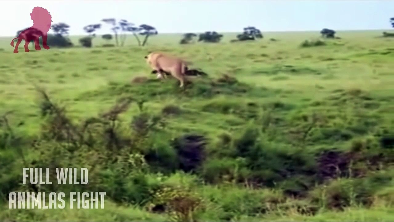 Lion attack eagle - lion vs eagle fight