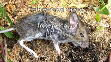 Camponotus vagus fressen Maus