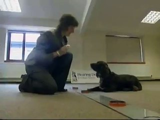 Los perros pueden detectar el cáncer de colon en fase inicial - Sociedad - El Periódico.mp4