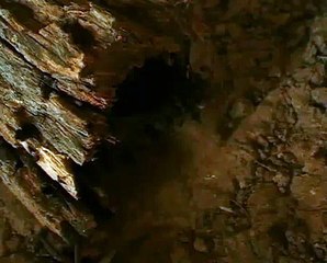 Wolf spider performs a backflip