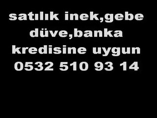 satılık inek,düvei,dana,holstein,simental,