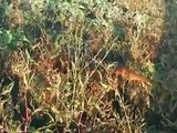 Irish Setter Hunt Pheasant