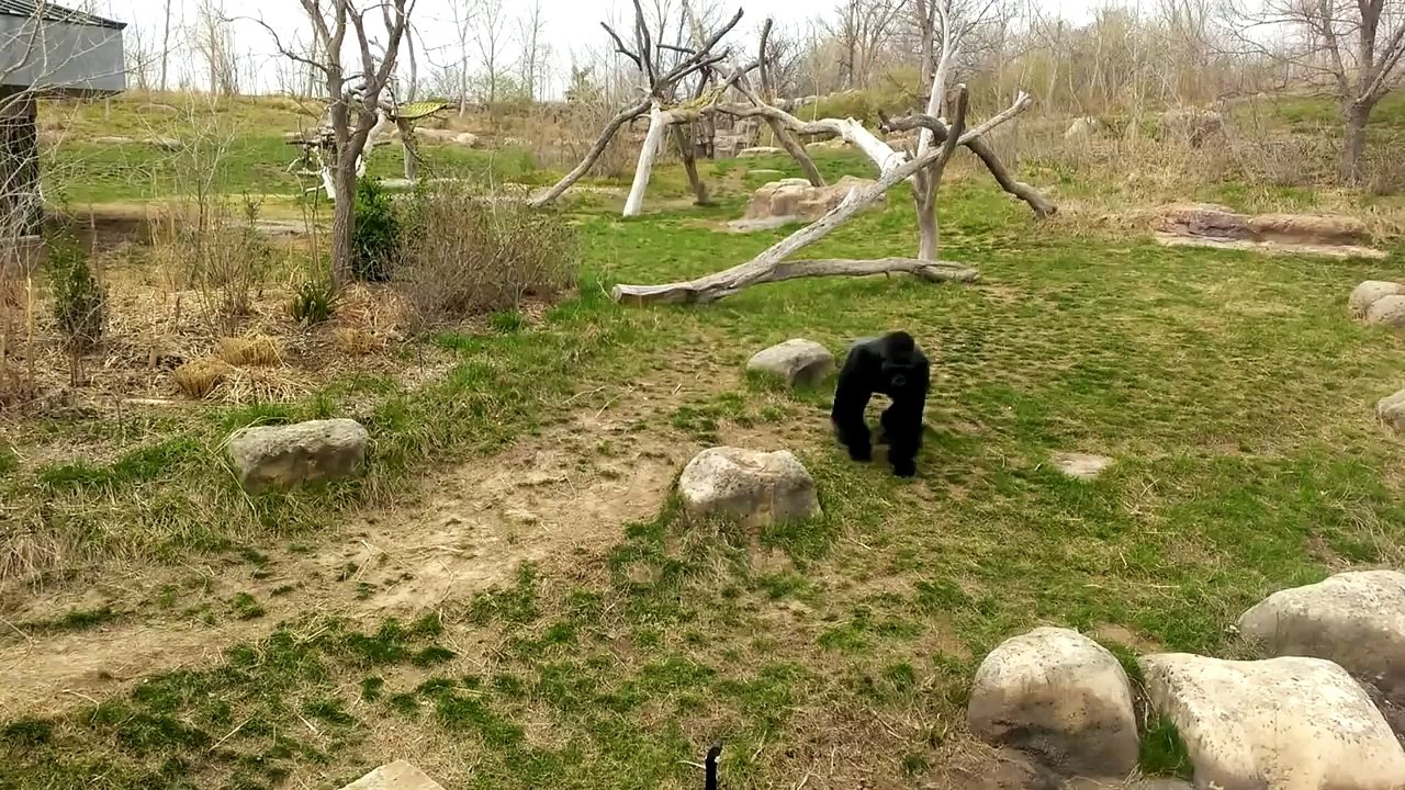 Gorilla vs. Goose