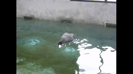 Giant petrel splashing about at The Nest.wmv