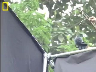 Incredible Flying Snake - News Pakistan