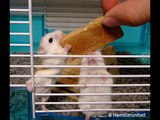 Cute White face Roborovski Hamsters
