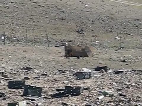 Exploding claymore mine