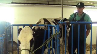 Animal care on a Michigan dairy farm: Smoothie's story