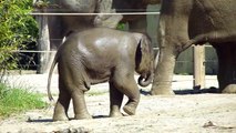 Ludwig, Elefantenbaby Tierpark Hellabrunn München