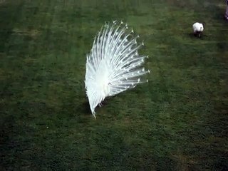 Pavone Bianco Fa la Ruota