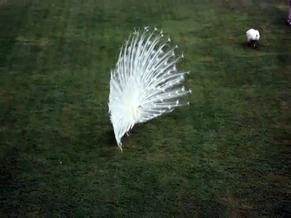 Pavone Bianco Fa la Ruota