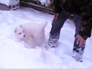 Marco Polo The Samoyed In A Lot Of Snow