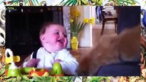 Funny Videos - Funny Cats - Funny Babies Laughing - Funny Animals Videos - Funny Dogs 2015