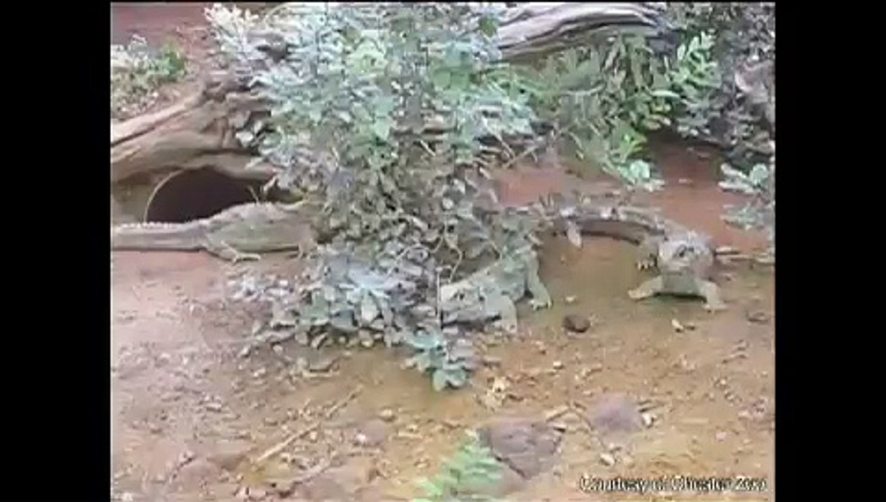 The strange chewing of Sphenodon punctatus "tuatara"