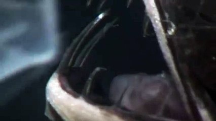 Fish with monster teeth  -  The Fangtooth