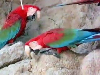 CURIOSIDADES DE LAS AVES