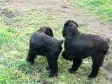 Amores perros - black russian terrier