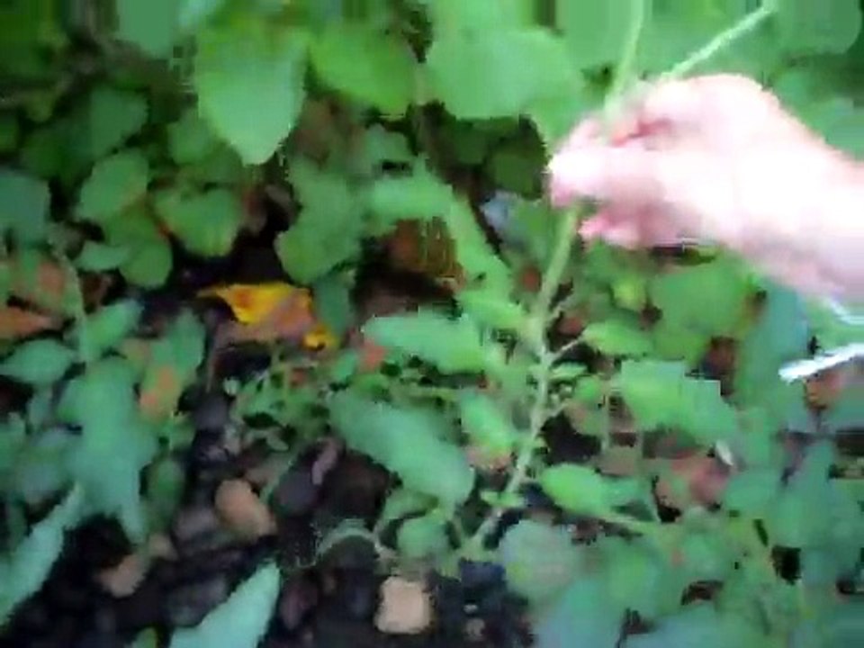 Guerilla growing vegetables in Sweden