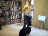Train a Dog to Shake Hands -- Building on Paw Targeting