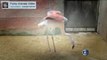 Hewan Dengan Kaki Tiruan - Funny Animal Video