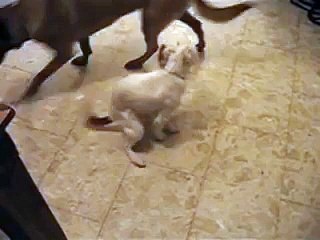 Dog humping the air and loving it