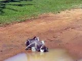 Animal YALA  monkey drinking hot water safari topten@world