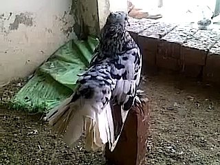 Pigeon Kabutar  Bird Pakistan