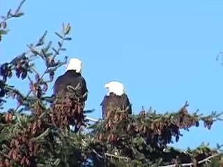 Wild Bald Eagles Building Nest