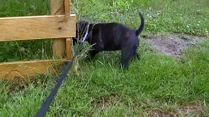 113ème vidéo LOKY de Staffordland