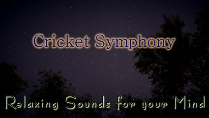 Nature Sounds for Relaxing, Meditation & Sleep...Night Time Crickets