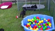 118ème vidéo Les petits chiots de la  20ème portée de Staffordland