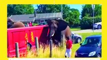 when animal attack at the Zoo hd|Elephant Attack: Circus Animal Lifts Car Off The Ground